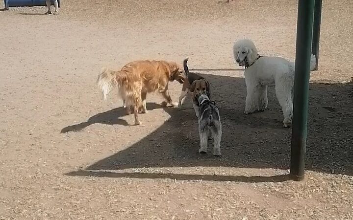 Fort Marcy Dog Park - Santa Fe, NM