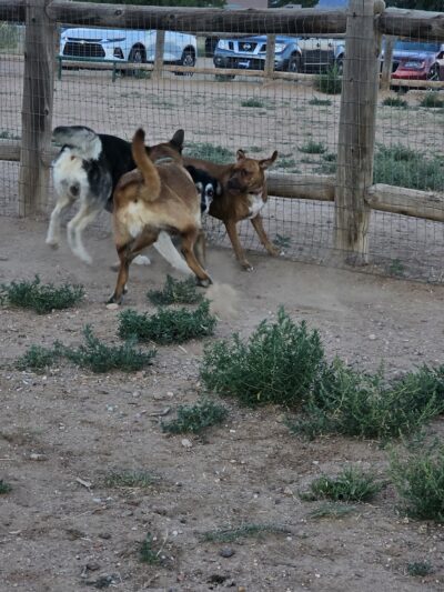 River Trail Trailhead & Dog Park - Santa Fe, NM