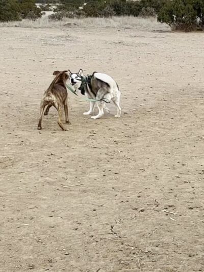 Santa Fe Animal Shelter Dog Park - Santa Fe, NM