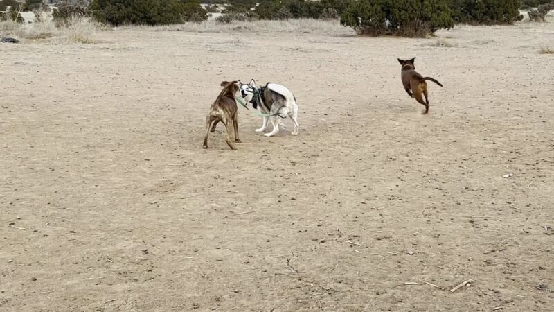 Santa Fe Animal Shelter Dog Park - Santa Fe, NM