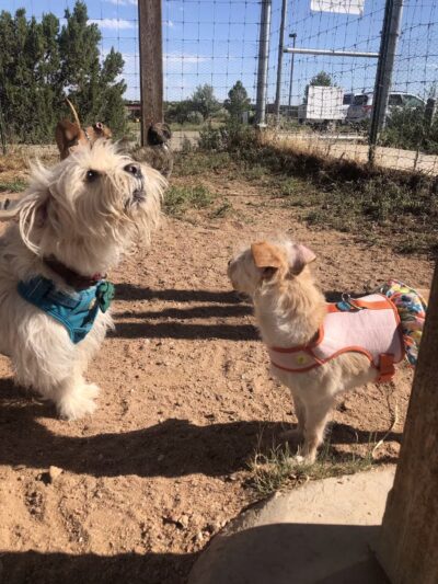 Santa Fe Animal Shelter Dog Park - Santa Fe, NM