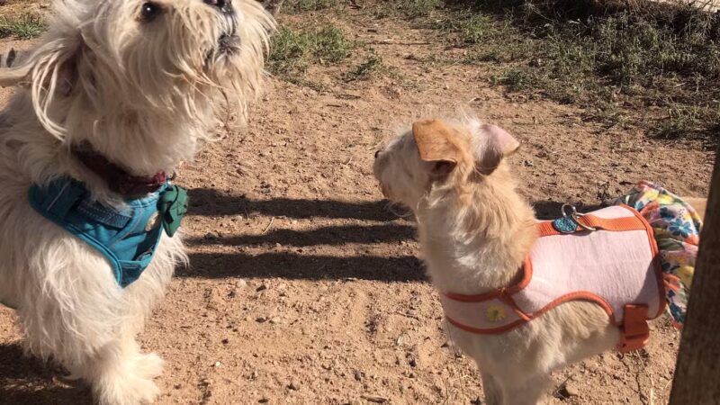 Santa Fe Animal Shelter Dog Park - Santa Fe, NM