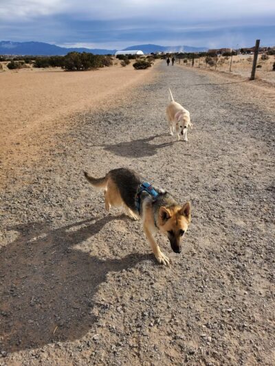 Santa Fe Animal Shelter Dog Park - Santa Fe, NM