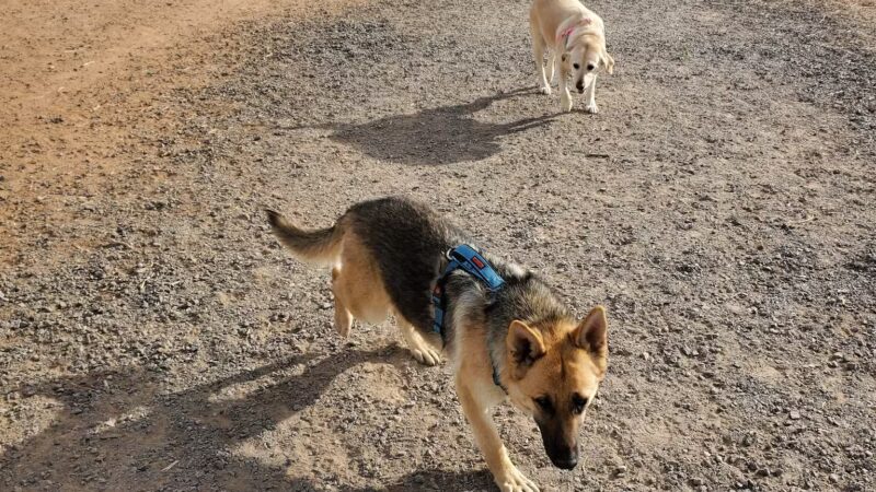 Santa Fe Animal Shelter Dog Park - Santa Fe, NM