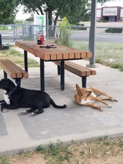 Villa Linda Dog Park - Santa Fe, NM