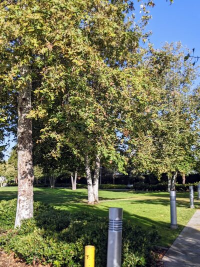 Airport Park - Santa Monica, CA