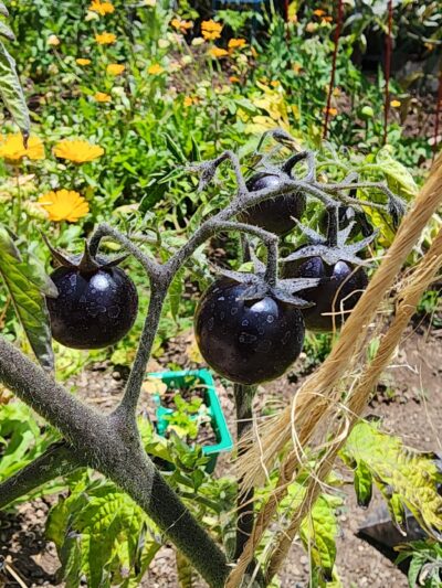 Euclid Park - Santa Monica, CA