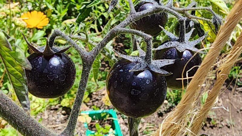 Euclid Park - Santa Monica, CA