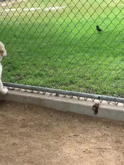 Herb Katz Dog Park - Santa Monica, CA