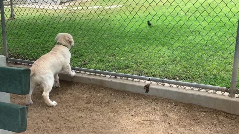 Herb Katz Dog Park - Santa Monica, CA