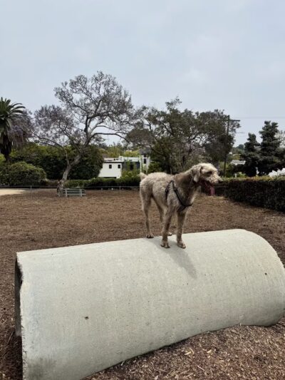 Herb Katz Dog Park - Santa Monica, CA
