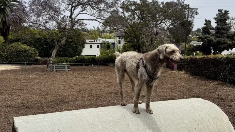 Herb Katz Dog Park - Santa Monica, CA