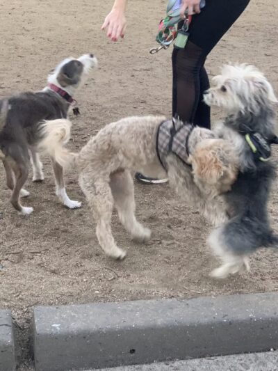 Herb Katz Dog Park - Santa Monica, CA