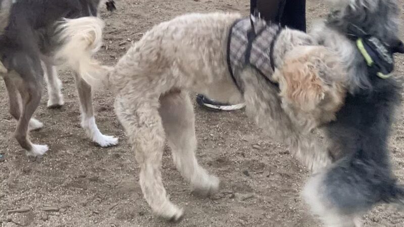 Herb Katz Dog Park - Santa Monica, CA