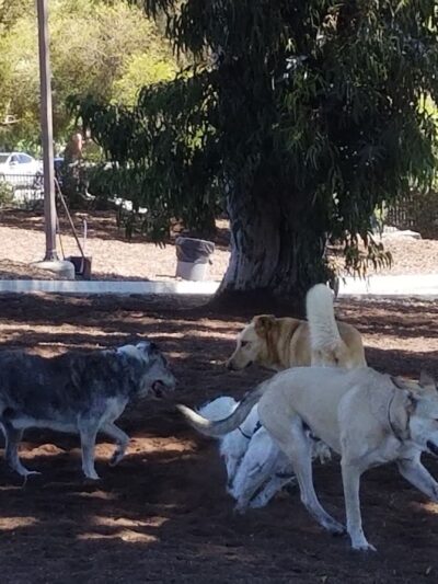 Herb Katz Dog Park - Santa Monica, CA