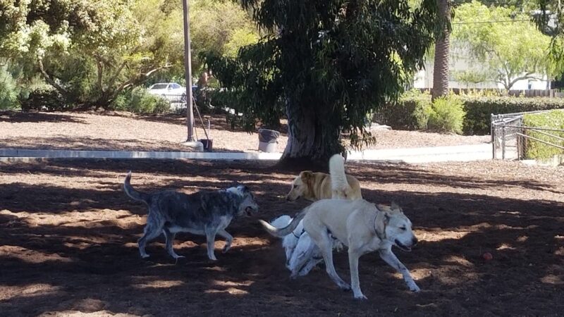 Herb Katz Dog Park - Santa Monica, CA