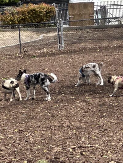 Herb Katz Dog Park - Santa Monica, CA