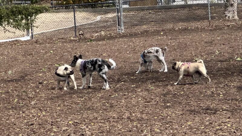 Herb Katz Dog Park - Santa Monica, CA
