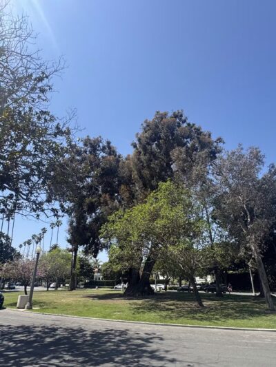 Holbrook Park (Formerly Goose Egg Park) - Santa Monica, CA