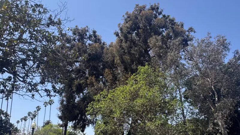 Holbrook Park (Formerly Goose Egg Park) - Santa Monica, CA