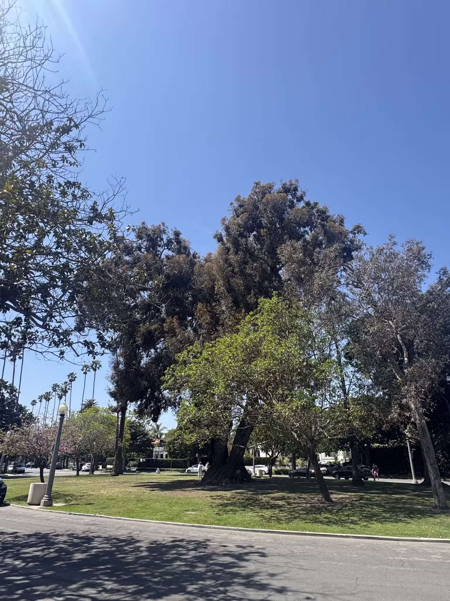 Holbrook Park (Formerly Goose Egg Park) - Santa Monica, CA