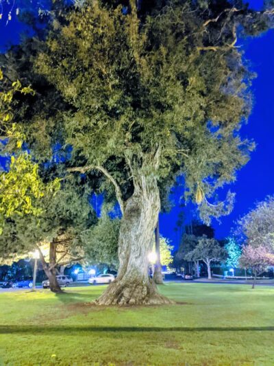 Holbrook Park (Formerly Goose Egg Park) - Santa Monica, CA