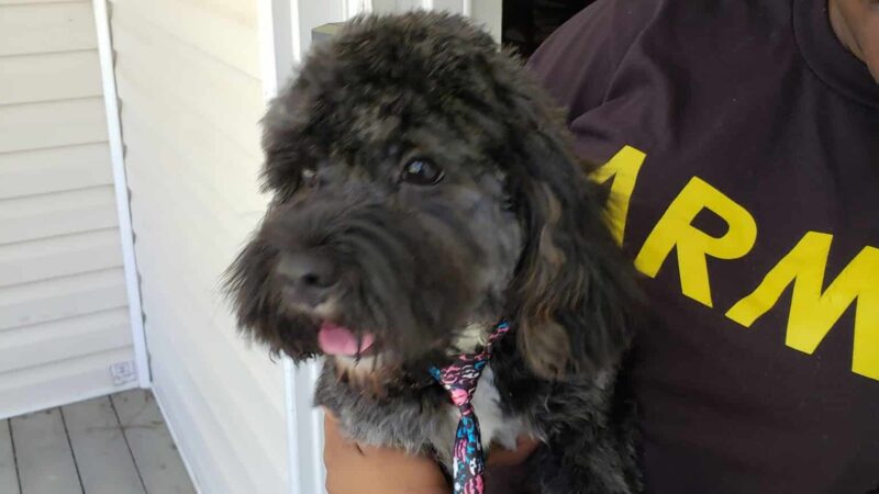 The Canine Country Club - Santee, SC