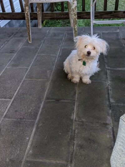 The Canine Country Club - Santee, SC