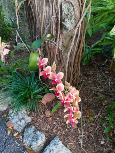 Galvin Park - Sarasota, FL