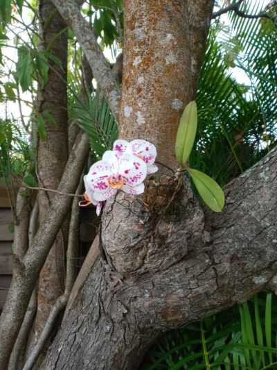 Galvin Park - Sarasota, FL