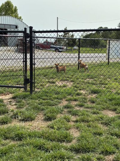 Dog Park at Love's Travel Stops - Sarcoxie, MO