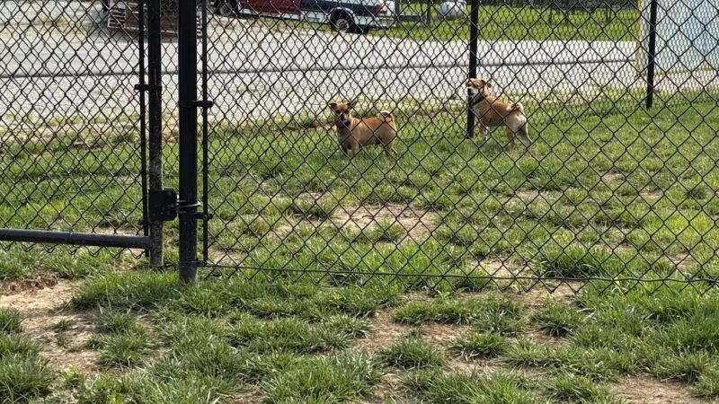 Dog Park at Love's Travel Stops - Sarcoxie, MO