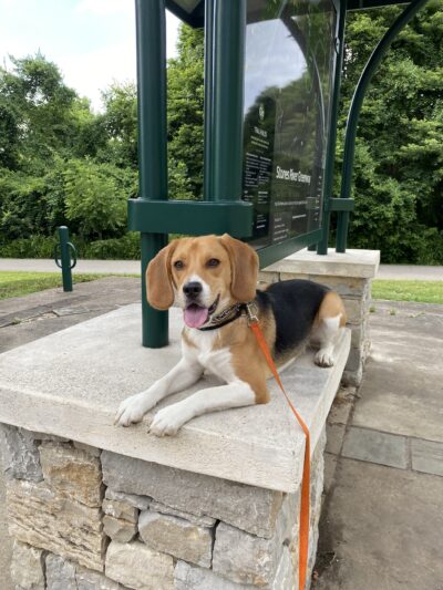 Say It Once Dog Training - Nashville - ,