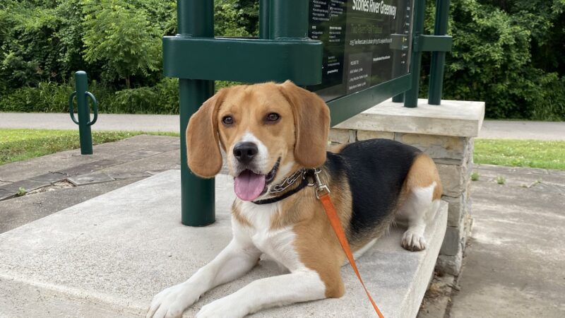 Say It Once Dog Training - Nashville - ,