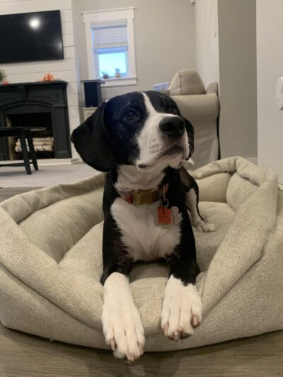 Say It Once Dog Training - Nashville - ,