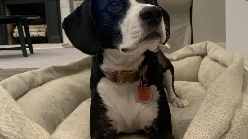 Say It Once Dog Training - Nashville - ,