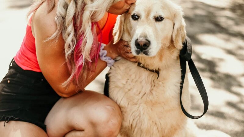 Say It Once Dog Training - Nashville - ,