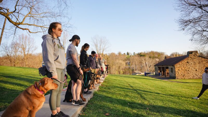 Say It Once Dog Training - Nashville - ,