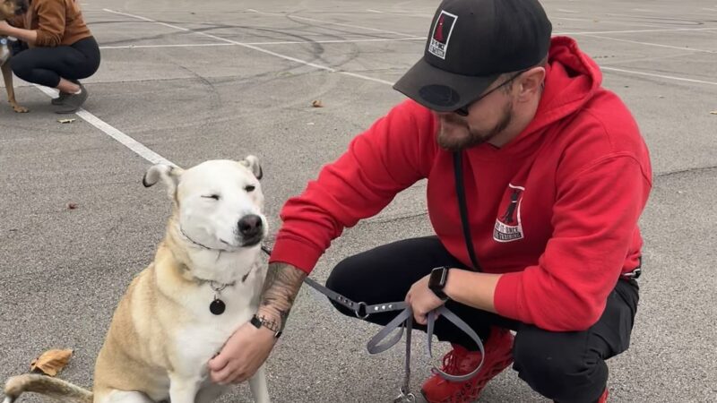 Say It Once Dog Training - Nashville - ,