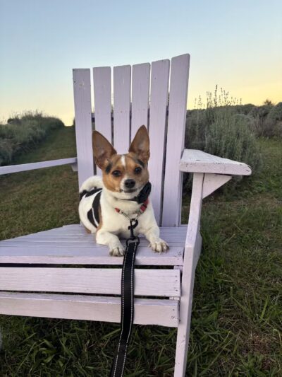 Say It Once Dog Training - Washington D.C. - ,