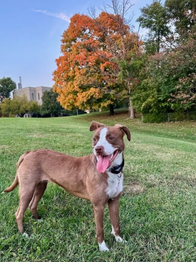 Say It Once Dog Training - Washington D.C. - ,