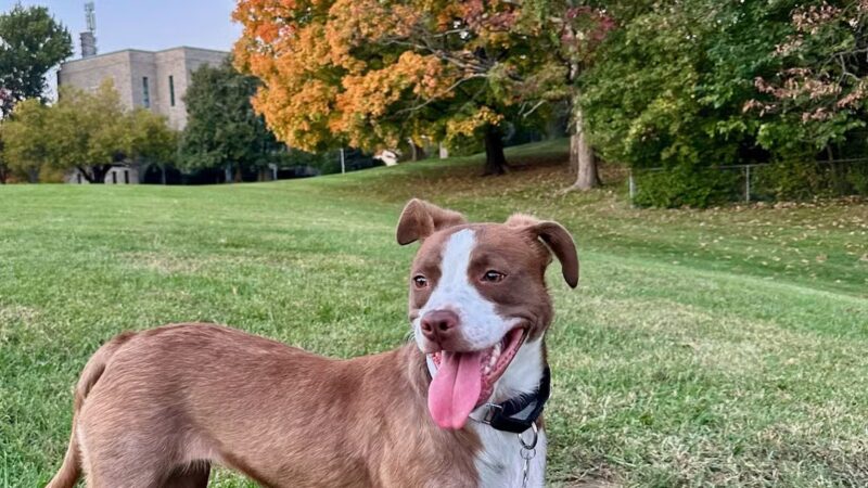 Say It Once Dog Training - Washington D.C. - ,
