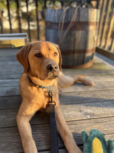 Say It Once Dog Training - Washington D.C. - ,