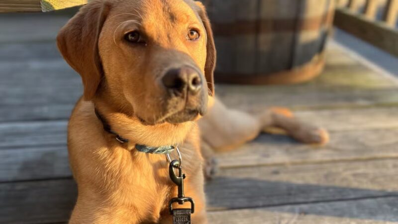 Say It Once Dog Training - Washington D.C. - ,