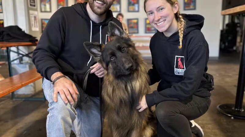Say It Once Dog Training - Washington D.C. - ,