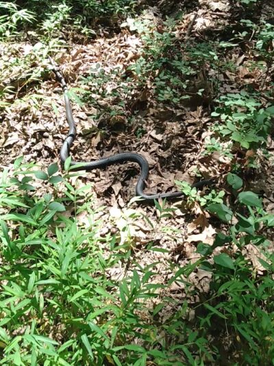 Julian L. Capik Nature Preserve - Sayreville, NJ