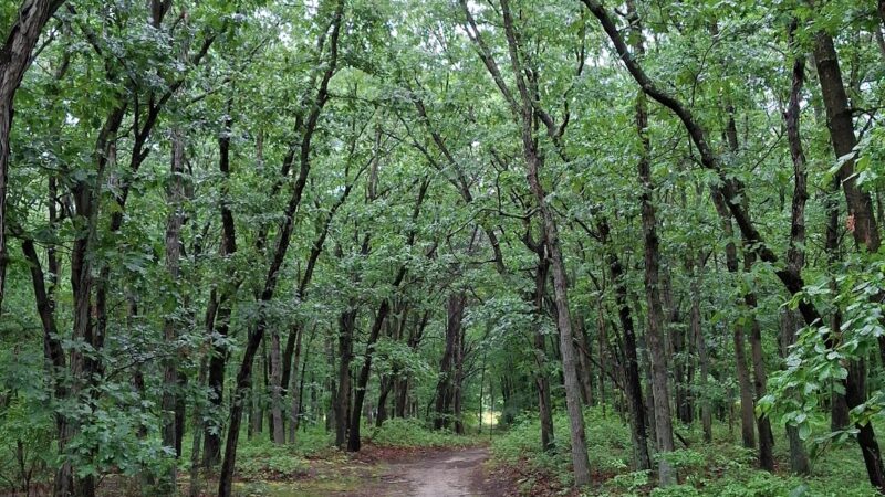 Julian L. Capik Nature Preserve - Sayreville, NJ