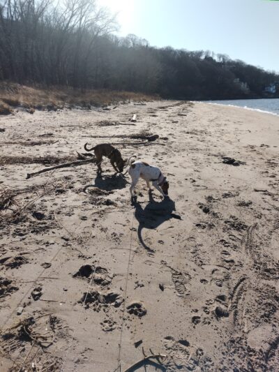 Sayreville Dog Park - Sayreville, NJ