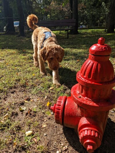 Sayreville Dog Park - Sayreville, NJ