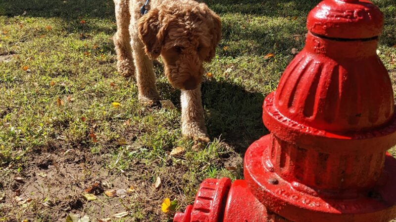 Sayreville Dog Park - Sayreville, NJ